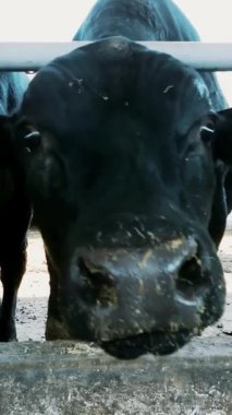 Genç boğa kameraya bakıyor, saman çiğniyor. İnek sıraları, büyük siyah safkan, üreyen boğalar saman yer. tarım çiftliği ya da çiftlik. Büyük bir ahır, ahır..