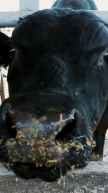 Genç boğa kameraya bakıyor, saman çiğniyor. İnek sıraları, büyük siyah safkan, üreyen boğalar saman yer. tarım çiftliği ya da çiftlik. Büyük bir ahır, ahır..