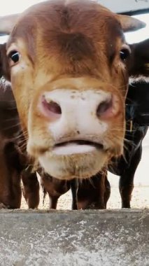 Genç boğa kameraya bakıyor, saman çiğniyor. İnek sıraları, büyük siyah safkan, üreyen boğalar saman yer. tarım çiftliği ya da çiftlik. Büyük bir ahır, ahır..