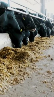 Tarım Hayvancılık çiftlik veya ahır. bir büyük cowshed, ahır. Satır inek, büyük siyah safkan damızlık boğa saman yemek.