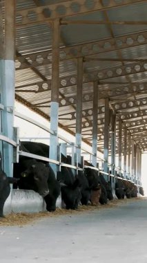 Tarım Hayvancılık çiftlik veya ahır. bir büyük cowshed, ahır. Satır inek, büyük siyah safkan damızlık boğa saman yemek.