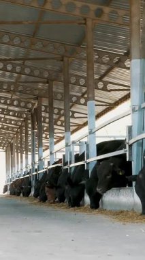 Tarım Hayvancılık çiftlik veya ahır. bir büyük cowshed, ahır. Satır inek, büyük siyah safkan damızlık boğa saman yemek.