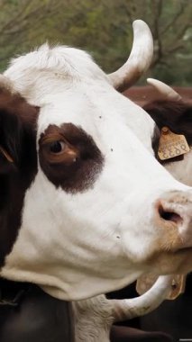 Alp inekleri. Çiftçilik. Alp inekleri yetiştiriyor. İyi beslenmiş, bakımlı dağ inekleri, boğalar ve buzağılar, boyunlarında zillerle, bir İtalyan kasabasında, dağlarda bir tatilde sergileniyorlar. yakın plan