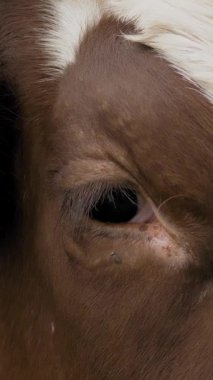 İnek. Yakın plan. Alp ineğinin ağzı. Üzgün inek gözleri. İneğin ağzında uçuşan bir sürü sinek var. Alp inekleri yetiştiriyor. çiftçilik.