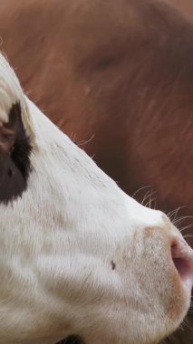 İnek. Yakın plan. İnek suratlı. Üzgün inek gözleri. İneğin ağzında bir sürü sinek uçuşuyor. Alp inekleri yetiştiriyor. Hayvan yetiştiriciliği. çiftçilik.