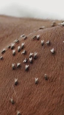 Alp inekleri. Böcekler. ineklerin üzerinde uçar. Yakın plan. İneğin kürkünde çok sinek var. çiftçilik.