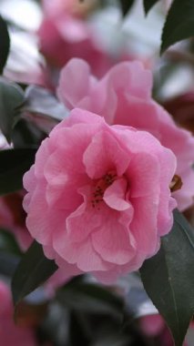 Pembe çiçekler. Çiçek açan ağaç. Yakın plan. Arka plan bulanık. Büyük pembe çiçekleri olan çiçek açan ağaç.