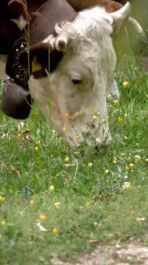 İnekler ot yer. İnekler otluyor. İyi beslenmiş, bakımlı dağ inekleri, boğalar ve buzağılar, boyunlarında çanlar, çiçekli bir çayırda otlarlar, sulu yeşil çimenler çiğnerler. Yaz. Hayvan çiftliği.