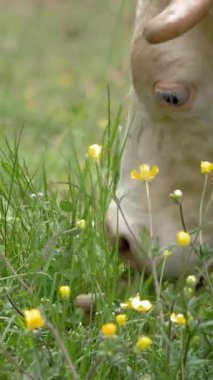 İnekler ot yer. İnekler otluyor. İyi beslenmiş, bakımlı dağ inekleri, boğalar ve buzağılar, boyunlarında çanlar, çiçekli bir çayırda otlarlar, sulu yeşil çimenler çiğnerler. Yaz. Hayvan çiftliği.
