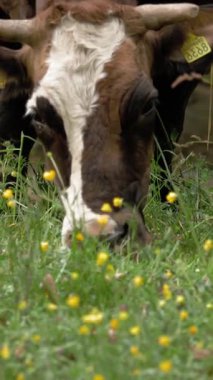 İnekler ot yer. İnekler otluyor. İyi beslenmiş, bakımlı dağ inekleri, boğalar ve buzağılar, boyunlarında çanlar, çiçekli bir çayırda otlarlar, sulu yeşil çimenler çiğnerler. Yaz. Hayvan çiftliği.