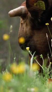 İnekler ot yer. İnekler otluyor. İyi beslenmiş, bakımlı dağ inekleri, boğalar ve buzağılar, boyunlarında çanlar, çiçekli bir çayırda otlarlar, sulu yeşil çimenler çiğnerler. Yaz. Hayvan çiftliği.
