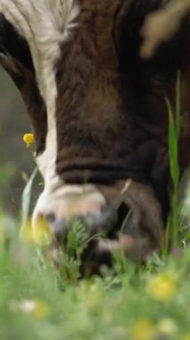 İnekler ot yer. İnekler otluyor. İyi beslenmiş, bakımlı dağ inekleri, boğalar ve buzağılar, boyunlarında çanlar, çiçekli bir çayırda otlarlar, sulu yeşil çimenler çiğnerler. Yaz. Hayvan çiftliği.