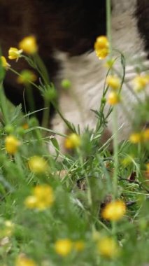 İnekler ot yer. İnekler otluyor. İyi beslenmiş, bakımlı dağ inekleri, boğalar ve buzağılar, boyunlarında çanlar, çiçekli bir çayırda otlarlar, sulu yeşil çimenler çiğnerler. Yaz. Hayvan çiftliği.