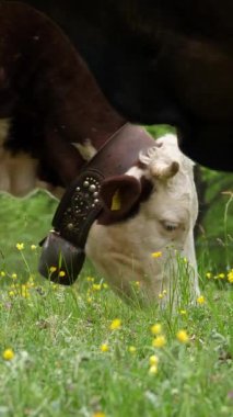 İnekler ot yer. İnekler otluyor. İyi beslenmiş, bakımlı dağ inekleri, boğalar ve buzağılar, boyunlarında çanlar, çiçekli bir çayırda otlarlar, sulu yeşil çimenler çiğnerler. Yaz. Hayvan çiftliği.