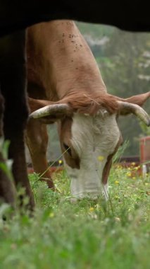 İnekler ot yer. İnekler otluyor. İyi beslenmiş, bakımlı dağ inekleri, boğalar ve buzağılar, boyunlarında çanlar, çiçekli bir çayırda otlarlar, sulu yeşil çimenler çiğnerler. Yaz. Hayvan çiftliği.