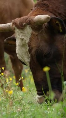 İnekler ot yer. İnekler otluyor. İyi beslenmiş, bakımlı dağ inekleri, boğalar ve buzağılar, boyunlarında çanlar, çiçekli bir çayırda otlarlar, sulu yeşil çimenler çiğnerler. Yaz. Hayvan çiftliği.