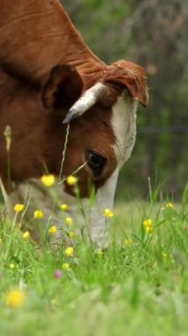 İnekler ot yer. İnekler otluyor. İyi beslenmiş, bakımlı dağ inekleri, boğalar ve buzağılar, boyunlarında çanlar, çiçekli bir çayırda otlarlar, sulu yeşil çimenler çiğnerler. Yaz. Hayvan çiftliği.