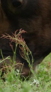 İnekler ot yer. İnekler otluyor. İyi beslenmiş, bakımlı dağ inekleri, boğalar ve buzağılar, boyunlarında çanlar, çiçekli bir çayırda otlarlar, sulu yeşil çimenler çiğnerler. Yaz. Hayvan çiftliği.