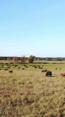 Terbiye, inek seçimi, boğa seçimi. Çayırda, yeşil çimenlikte, bir sürü kahverengi ve siyah soy ağacı, üreyen inekler, boğalar otluyor. Çiftlikte. Sıcak yaz günü. aero video.