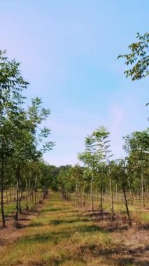 Forester 'ın eşsiz melez cevizlerinin tarlaları, değerli odunlar üretmek için tasarlanmış çiftlikler, kırsal kesimde, güneşli bir günde genç ve sağlıklı fındık ağaçları..