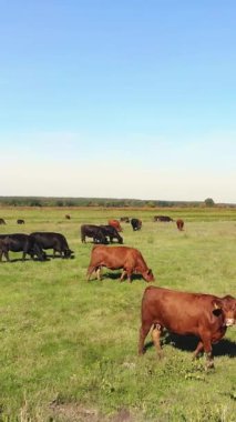 Terbiye, inek seçimi, boğa seçimi. Çayırda, yeşil çimenlikte, bir sürü kahverengi ve siyah soy ağacı, üreyen inekler, boğalar otluyor. Çiftlikte. Sıcak yaz günü. aero video.