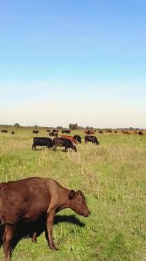 Terbiye, inek seçimi, boğa seçimi. Çayırda, yeşil çimenlikte, bir sürü kahverengi ve siyah soy ağacı, üreyen inekler, boğalar otluyor. Çiftlikte. Sıcak yaz günü. aero video.