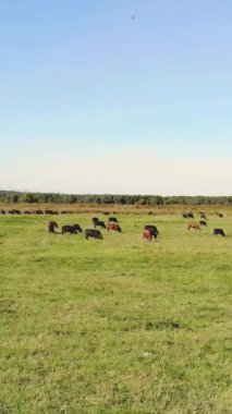 Terbiye, inek seçimi, boğa seçimi. Çayırda, yeşil çimenlikte, bir sürü kahverengi ve siyah soy ağacı, üreyen inekler, boğalar otluyor. Çiftlikte. Sıcak yaz günü. aero video.