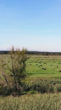 Terbiye, inek seçimi, boğa seçimi. Çayırda, yeşil çimenlikte, bir sürü kahverengi ve siyah soy ağacı, üreyen inekler, boğalar otluyor. Çiftlikte. Sıcak yaz günü. aero video.