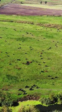 Terbiye, inek seçimi, boğa seçimi. Çayırda, yeşil çimenlikte, bir sürü kahverengi ve siyah soy ağacı, üreyen inekler, boğalar otluyor. Çiftlikte. Sıcak yaz günü. aero video.