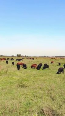 Terbiye, inek seçimi, boğa seçimi. Çayırda, yeşil çimenlikte, bir sürü kahverengi ve siyah soy ağacı, üreyen inekler, boğalar otluyor. Çiftlikte. Sıcak yaz günü. aero video.