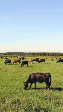 Terbiye, inek seçimi, boğa seçimi. Çayırda, yeşil çimenlikte, bir sürü kahverengi ve siyah soy ağacı, üreyen inekler, boğalar otluyor. Çiftlikte. Sıcak yaz günü. aero video.