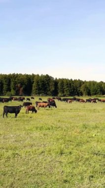 Terbiye, inek seçimi, boğa seçimi. Çayırda, yeşil çimenlikte, bir sürü kahverengi ve siyah soy ağacı, üreyen inekler, boğalar otluyor. Çiftlikte. Sıcak yaz günü. aero video.
