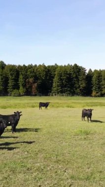 Terbiye, inek seçimi, boğa seçimi. Çayırda, yeşil çimenlikte, bir sürü kahverengi ve siyah soy ağacı, üreyen inekler, boğalar otluyor. Çiftlikte. Sıcak yaz günü. aero video.