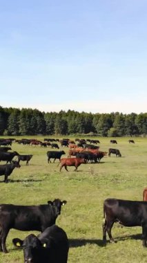 Terbiye, inek seçimi, boğa seçimi. Çayırda, yeşil çimenlikte, bir sürü kahverengi ve siyah soy ağacı, üreyen inekler, boğalar otluyor. Çiftlikte. Sıcak yaz günü. aero video.