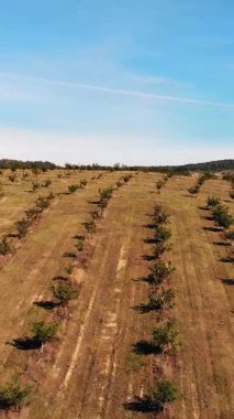 çiftlik alanları ceviz plantasyonları. satır bir kırsal çiftlik güneşli day.aero video, ağaçta üzerinde ceviz olgunlaşma ile sağlıklı ceviz ağaçlarının robot