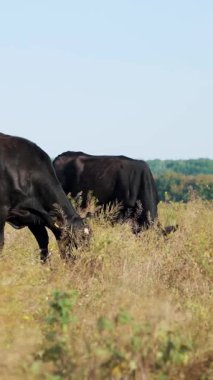 Çayırda, çiftlik, büyük siyah safkan, damızlık inek, boğa otlatma vardır. yaz sıcak gün. Sığır eti üretim arazide için. İnekler, boğa seçimi.