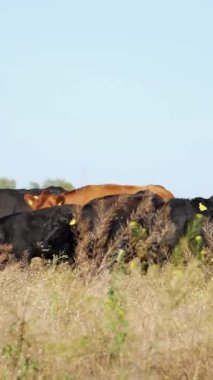 Çayırda, çiftlik, büyük kahverengi ve siyah safkan, damızlık inek, boğa otlatma vardır. yaz sıcak gün. Sığır eti üretim arazide için. İnekler, boğa seçimi.