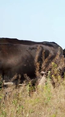 Çayırda, çiftlik, büyük kahverengi ve siyah safkan, damızlık inek, boğa otlatma vardır. yaz sıcak gün. Sığır eti üretim arazide için. İnekler, boğa seçimi.