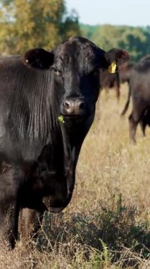 Çayırda, çiftlik, büyük siyah safkan, damızlık inek, boğa otlatma vardır. yaz sıcak gün. Sığır eti üretim arazide için. İnekler, boğa seçimi.
