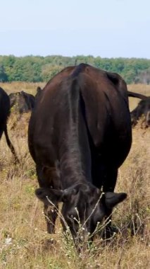 Çayırda, çiftlik, büyük siyah safkan, damızlık inek, boğa otlatma vardır. yaz sıcak gün. Sığır eti üretim arazide için. İnekler, boğa seçimi.