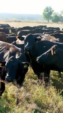 Çayırda, çiftlik, büyük kahverengi ve siyah safkan, damızlık inek, boğa otlatma vardır. yaz sıcak gün. Sığır eti üretim arazide için. İnekler, boğa seçimi.