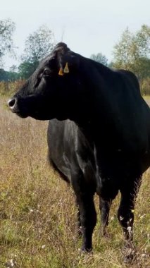 Çayırda, çiftlik, büyük siyah safkan, damızlık inek, boğa otlatma vardır. yaz sıcak gün. Sığır eti üretim arazide için. İnekler, boğa seçimi.