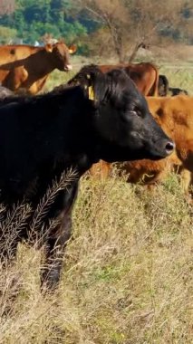 Çayırda, çiftlik, büyük kahverengi ve siyah safkan, damızlık inek, boğa otlatma vardır. yaz sıcak gün. Sığır eti üretim arazide için. İnekler, boğa seçimi.