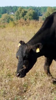 bir inek yakınındaki küçük buzağı süt içiyor, beslenir. Alanını otlatma sığır. Et üretim çiftliği. sıcak yaz günü.
