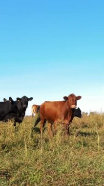 Büyük bir seçici inek sürüsü, boğalar koşar. Sıcak yaz günü. Otlakta et üretimi için sığırlar. İnek, boğa seçimi.