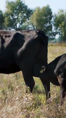 bir inek yakınındaki küçük buzağı süt içiyor, beslenir. Alanını otlatma sığır. Et üretim çiftliği. sıcak yaz günü.