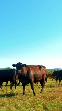 Büyük bir seçici inek sürüsü, boğalar koşar. Sıcak yaz günü. Otlakta et üretimi için sığırlar. İnek, boğa seçimi.