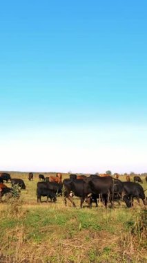 Çayırda, çiftlik, büyük kahverengi ve siyah safkan, damızlık inek, boğa otlatma vardır. yaz sıcak gün. Sığır eti üretim arazide için. İnekler, boğa seçimi.