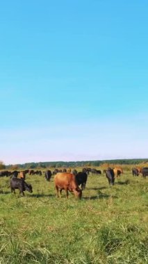 Çayırda, çiftlik, büyük kahverengi ve siyah safkan, damızlık inek, boğa otlatma vardır. Sığır eti üretim arazide için. İnekler, boğa seçimi. Güneş ışınları, yaz günü.
