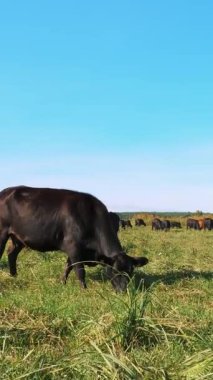 Çayırda, çiftlik, büyük kahverengi ve siyah safkan, damızlık inek, boğa otlatma vardır. Sığır eti üretim arazide için. İnekler, boğa seçimi. Güneş ışınları, yaz günü.